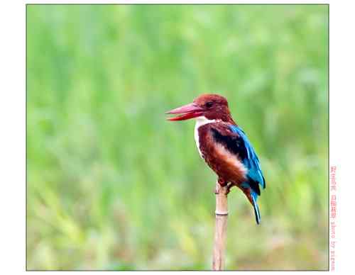 【鸟类介绍】白胸翡翠(bai xiong fei cui)-27