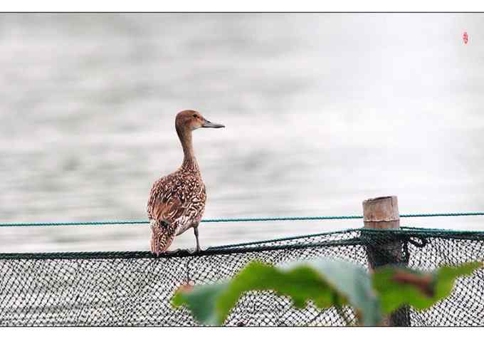 【鸟类介绍】针尾鸭(zhen wei ya)-65