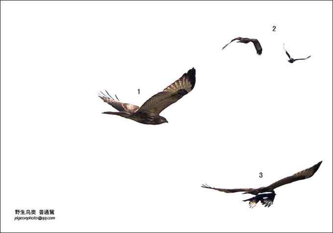 【鸟类介绍】普通鵟(pu tong kuang)-71