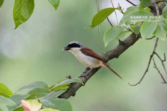 【鸟类介绍】虎纹伯劳(hu wen bo lao) 22