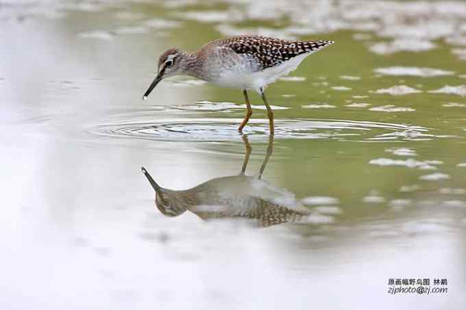 【鸟类介绍】林鹬(lin yu)-12