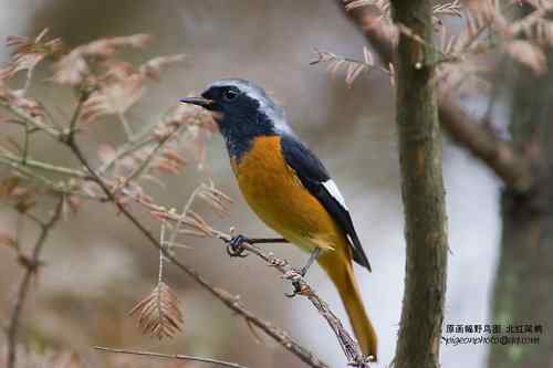 【鸟类介绍】北红尾鸲(bei hong wei qu)-104