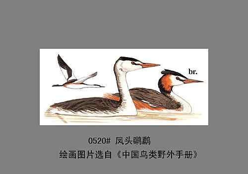 【鸟类介绍】凤头鸊鷉(feng tou pi ti) 82
