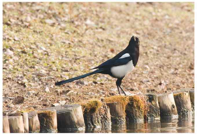 【鸟类介绍】喜鹊(xi que)-88