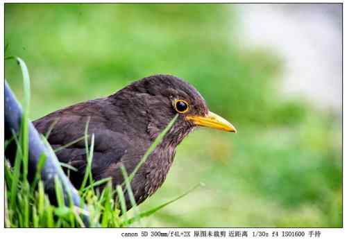 【鸟类介绍】乌鸫(wu dong) 97