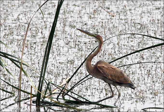 【鸟类介绍】草鹭（cao lu）-147