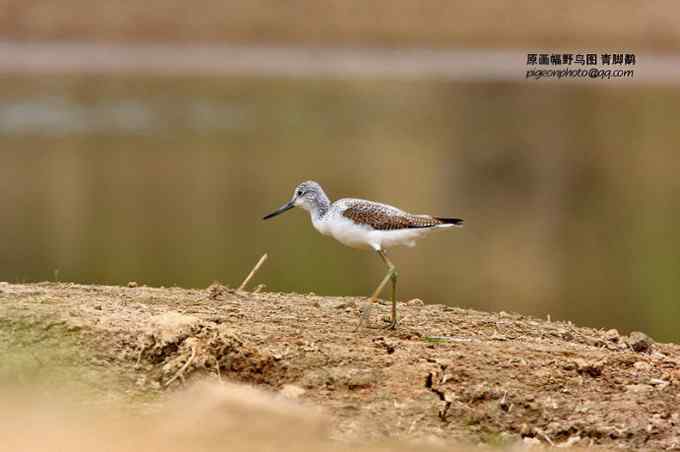 【鸟类介绍】青脚鹬(qing jiao yu)-68