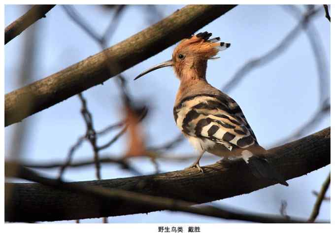 【鸟类介绍】戴胜(dai sheng)-33