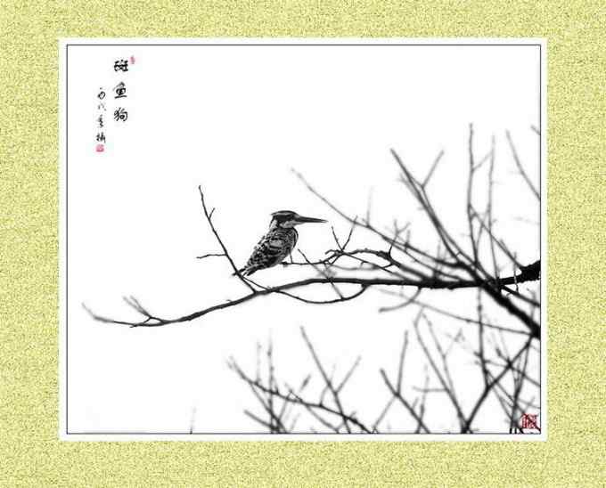 【鸟类介绍】斑鱼狗(ban yu gou)-54