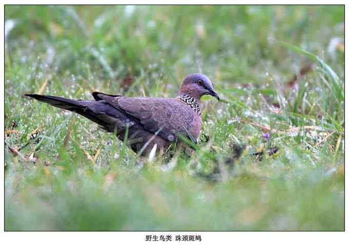 【鸟类介绍】珠颈斑鸠(zhu jing ban jiu) 96