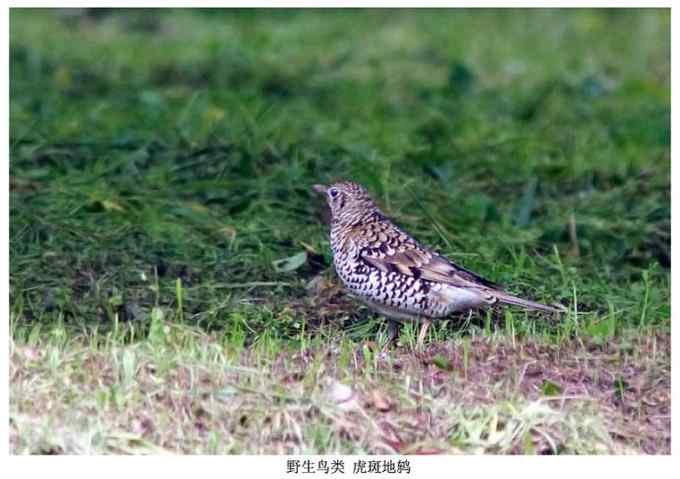 【鸟类介绍】虎斑地鸫(hu ban di dong)-78
