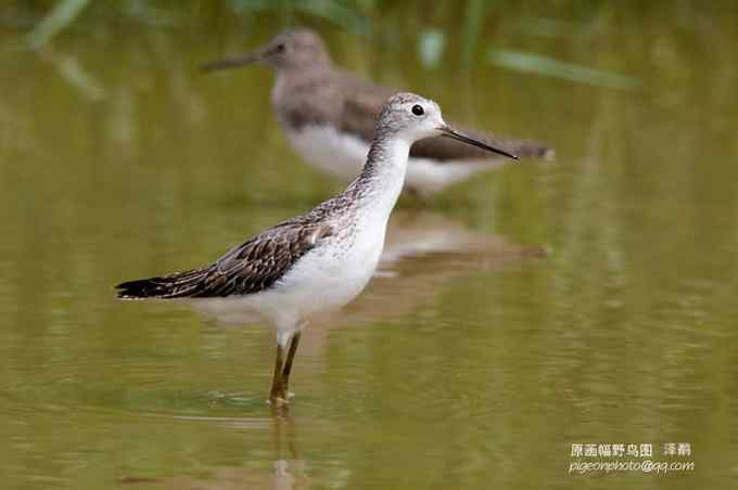 【鸟类介绍】泽鹬（ze yu) 31