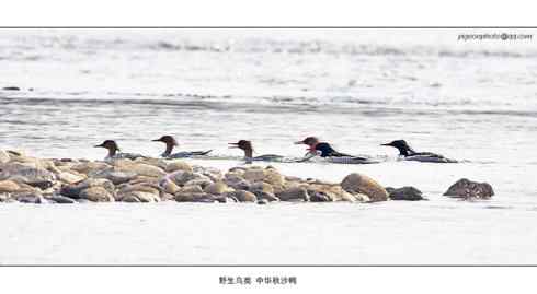 【鸟类介绍】中华秋沙鸭(zhong hua qiu sha ya) 111