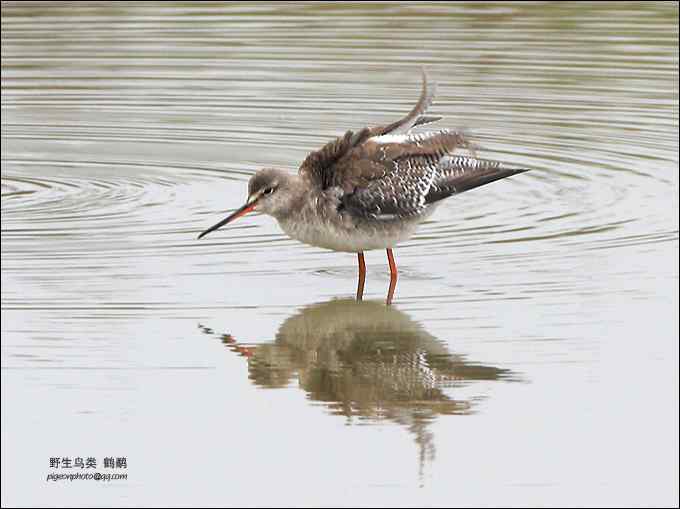 【鸟类介绍】鹤鹬（he yu)-145