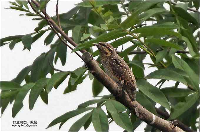 【鸟类介绍】蚁鴷(yi lie)-138