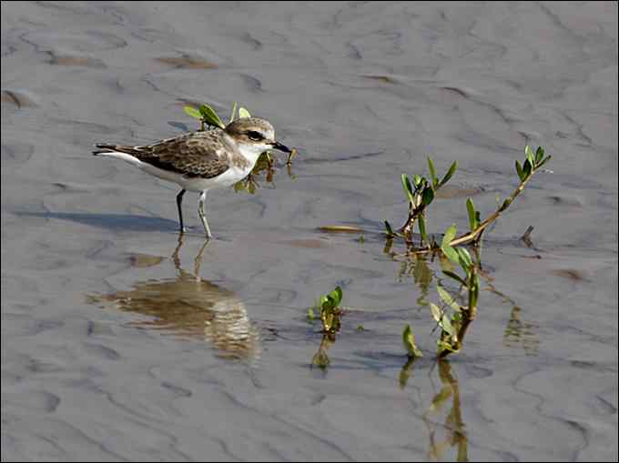 【鸟类介绍】铁嘴沙鸻(tie zui sha heng)-142