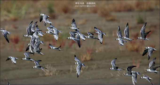 【鸟类介绍】白额燕鸥(bai e yan ou)-134