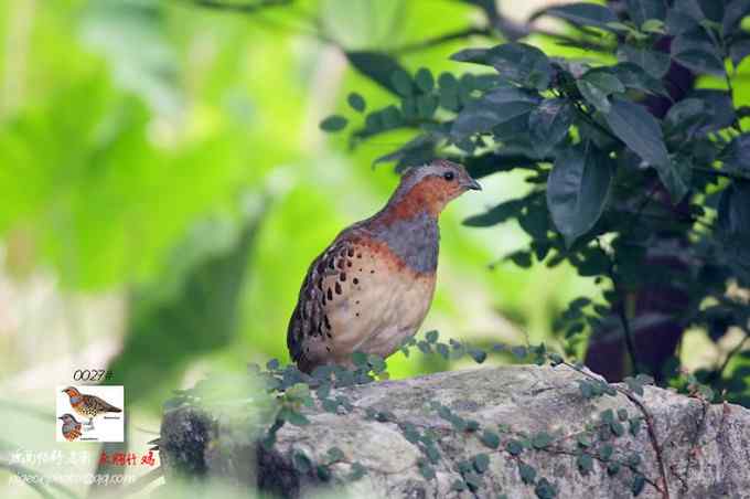 【鸟类介绍】灰胸竹鸡(hui xiong zhi ji)-14