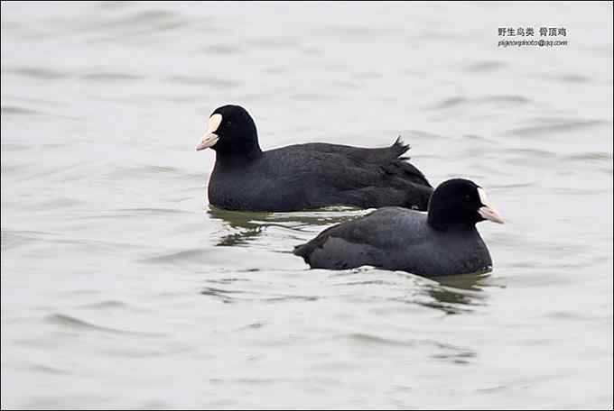 【鸟类介绍】骨顶鸡(gu ding ji)-107