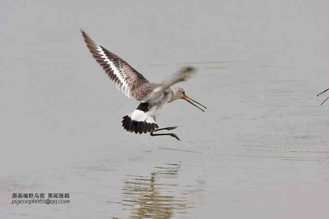 【鸟类介绍】黑尾塍鹬(hei wei cheng yu)-5