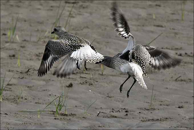 【鸟类介绍】灰斑鸻（hui ban heng） 146