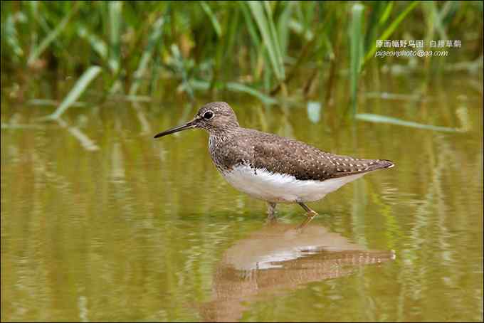 【鸟类介绍】白腰草鹬（bai yao cao yu）-151