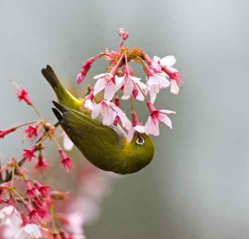 【鸟类介绍】樱花与暗绿绣眼鸟（首篇）-1