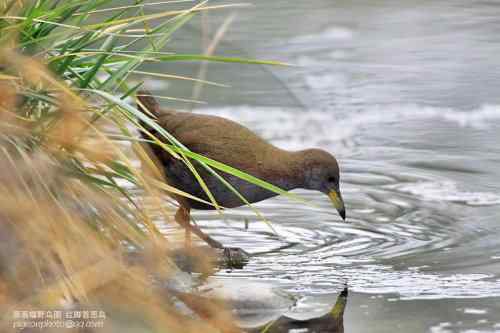 【鸟类介绍】红脚苦恶鸟(hong jiao ku e niao)-57