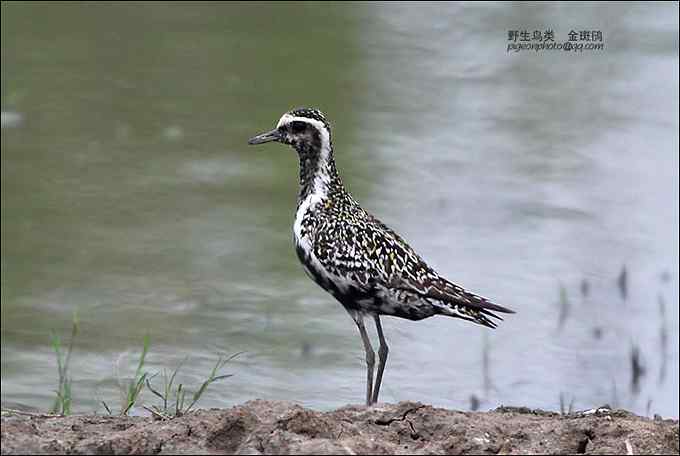 【鸟类介绍】金斑鸻(jin ban heng)-133