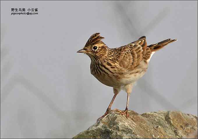 【鸟类介绍】小云雀（xiao yun que）-149