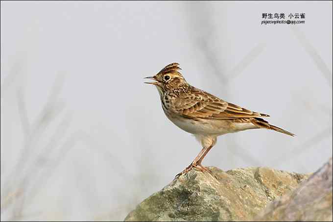【鸟类介绍】小云雀（xiao yun que） 149