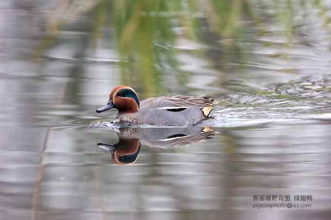 【鸟类介绍】绿翅鸭(lv chi ya)-61