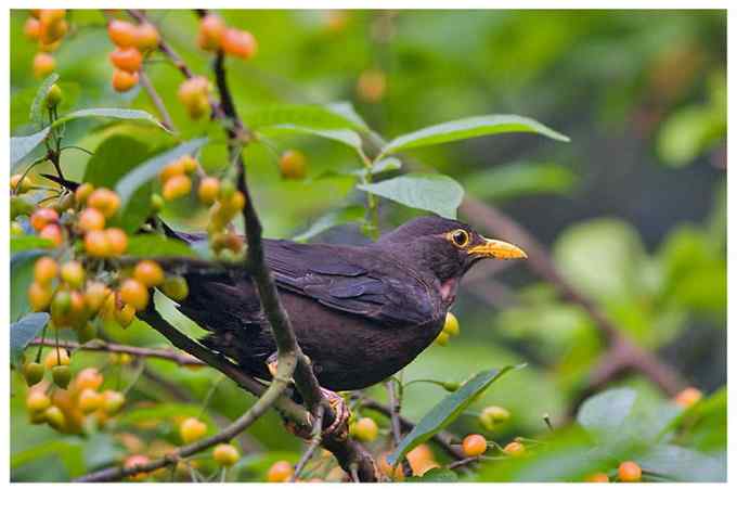【鸟类介绍】乌鸫(wu dong)-97