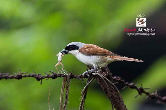 【鸟类介绍】虎纹伯劳(hu wen bo lao)-22
