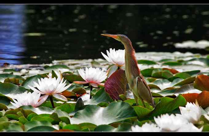 【鸟类介绍】黄苇鳽(huang wei jian)-24