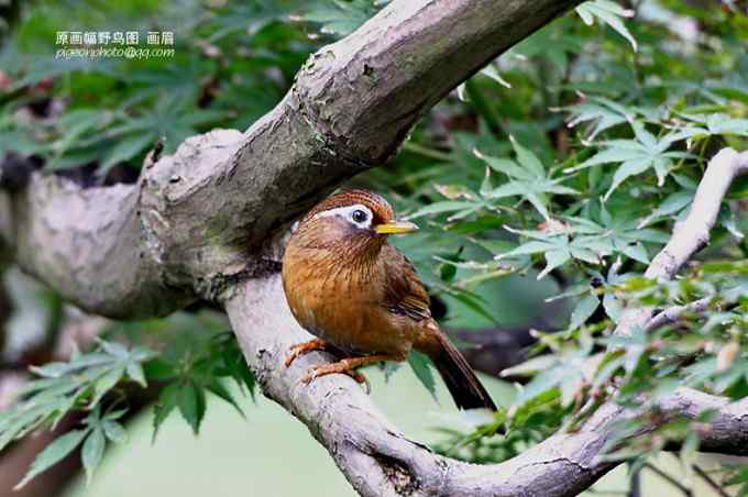 【鸟类介绍】画眉(hua mei)-39