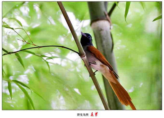 【鸟类介绍】寿带（shou dai）-25