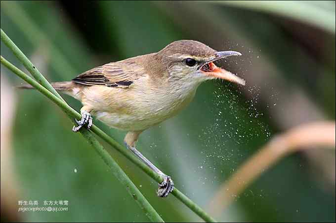 【鸟类介绍】东方大苇莺(dong fang da wei ying)-140