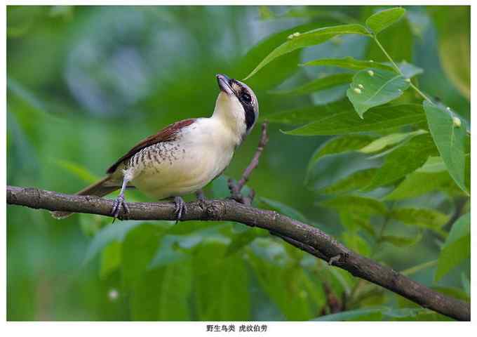 【鸟类介绍】虎纹伯劳(hu wen bo lao) 22