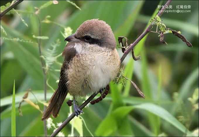 【鸟类介绍】红尾伯劳(hong wei bo lao) 139