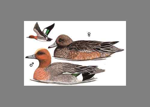 【鸟类介绍】赤颈鸭(chi jing ya）-85