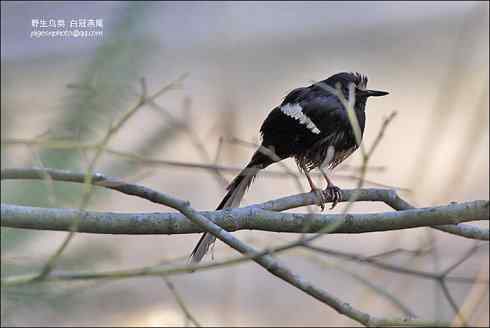 【鸟类介绍】白冠燕尾(bai guan yan wei)-112