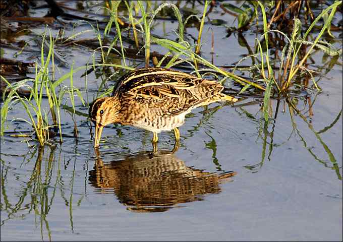 【鸟类介绍】扇尾沙锥（shan wei sha zhui） 150