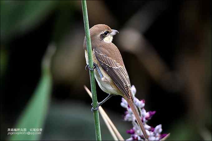 【鸟类介绍】红尾伯劳(hong wei bo lao) 139