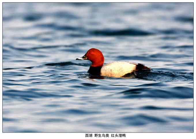 【鸟类介绍】红头潜鸭(hong tou qian ya)-51