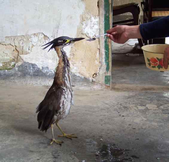 【视频】给海南虎斑鳽喂米饭
