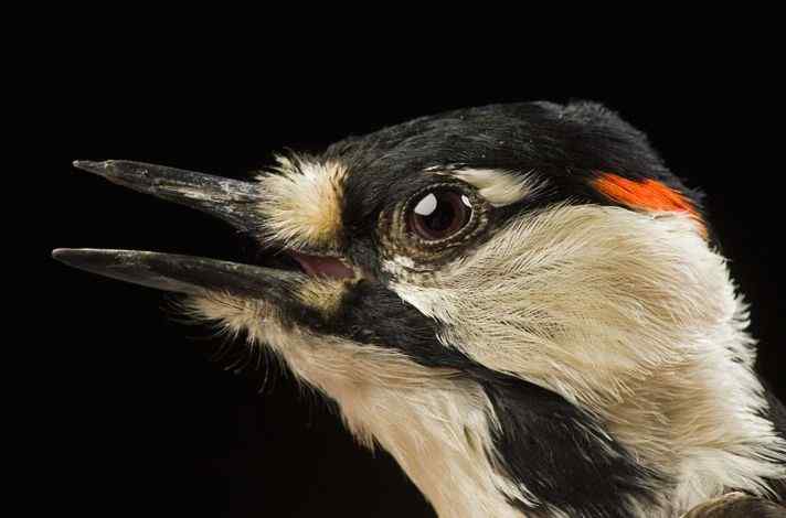 红顶啄木鸟 Red-cockaded Woodpecker