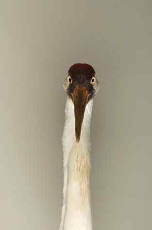 美洲鹤 Whooping Crane ——世界上最濒危的鹤类