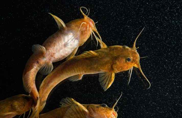 漂亮又濒危的鱼类——黄马姆 (黄鳍连尾鮰)