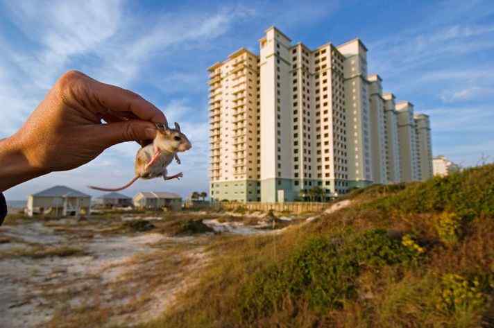 阿拉巴马海滩鼠 Alabama Beach Mouse